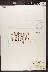 Cladonia coccifera image