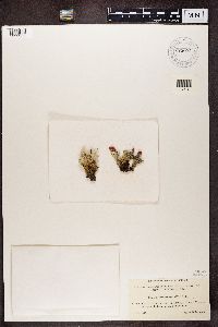 Cladonia pleurota image