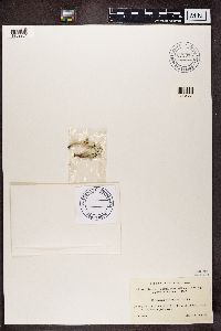 Cladonia deformis image