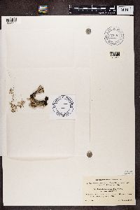 Cladonia phyllophora image