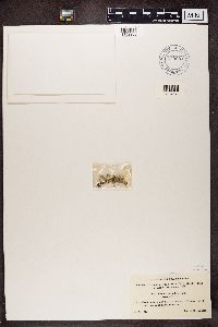 Cladonia verticillata image