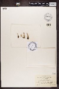 Cladonia fimbriata image