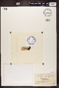 Cladonia subulata image