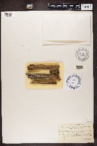 Hypocenomyce scalaris image