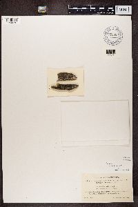 Calicium salicinum image