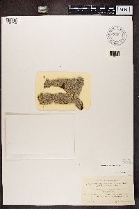 Chaenotheca trichialis image