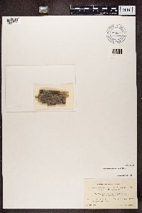 Media resource of Chaenotheca trichialis