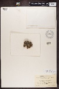 Dermatocarpon miniatum image