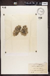 Hypogymnia physodes image