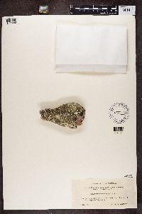 Arctoparmelia centrifuga image