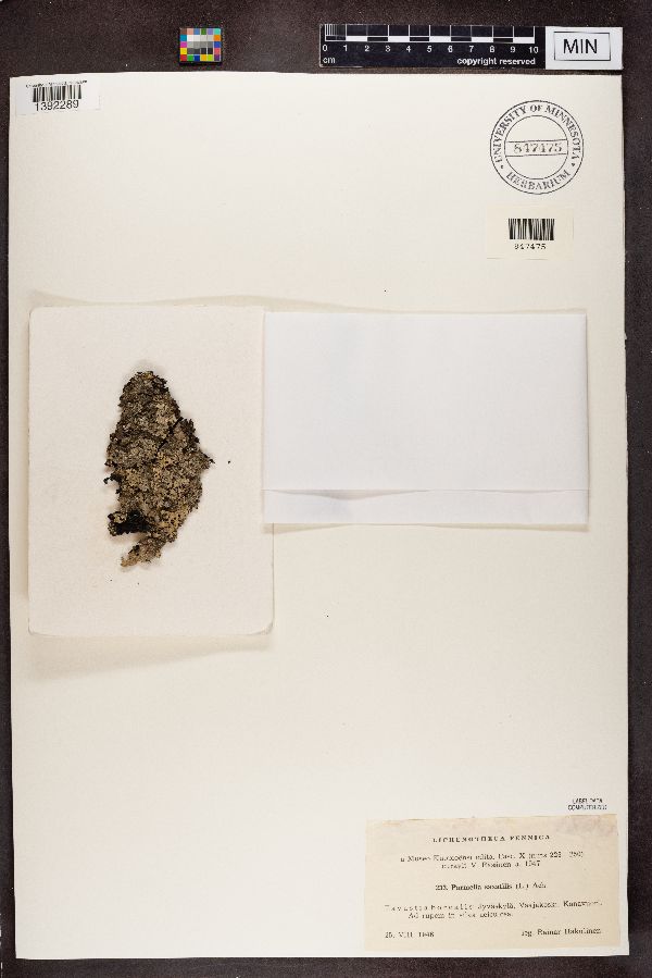 Parmelia saxatilis image