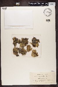 Platismatia glauca image