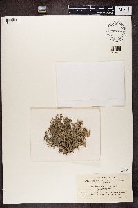 Evernia furfuracea image