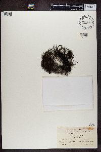 Bryoria fuscescens image