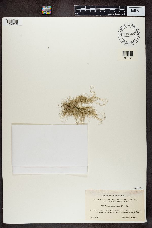 Usnea glabrescens image