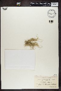 Media resource of Usnea glabrescens