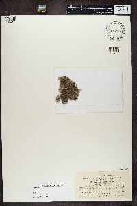 Stereocaulon tomentosum image