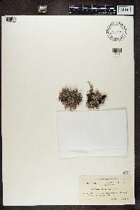 Stereocaulon paschale image