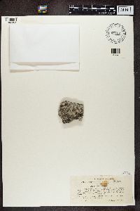 Thumbnail image of current specimen