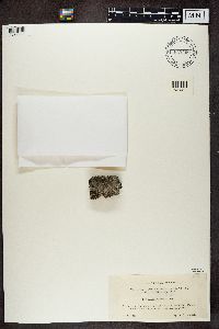 Lecanora cenisia image