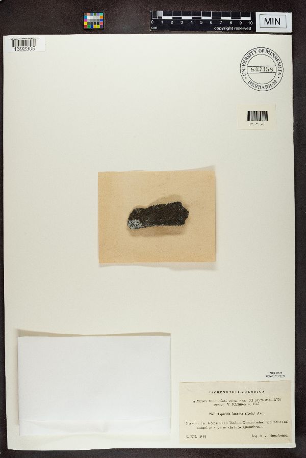 Aspicilia laevata image