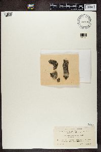 Media resource of Buellia disciformis