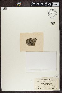 Buellia disciformis image