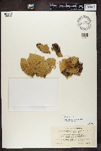 Peltigera leucophlebia image