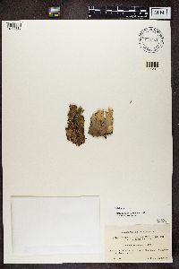 Peltigera canina image