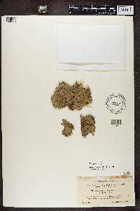 Peltigera rufescens image