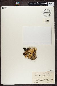 Nephroma arcticum image