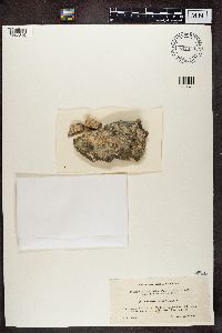 Baeomyces rufus image