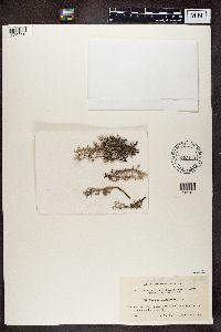 Cladonia rangiferina image