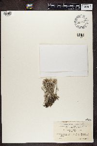 Cladonia rangiferina image