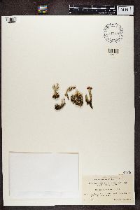 Cladonia coccifera image