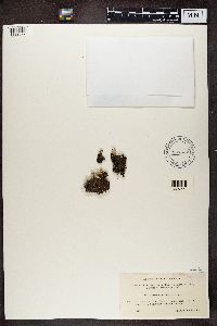 Cladonia coccifera image