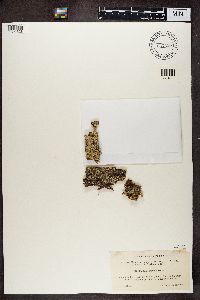 Cladonia digitata image