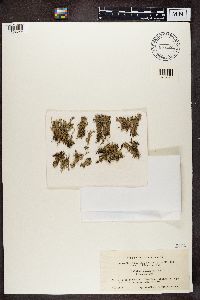 Cladonia uncialis image