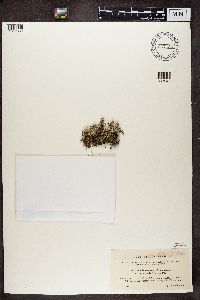 Cladonia squamosa image