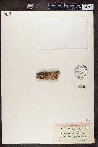 Cladonia fimbriata image