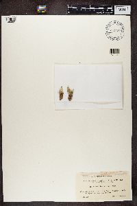 Cladonia botrytes image