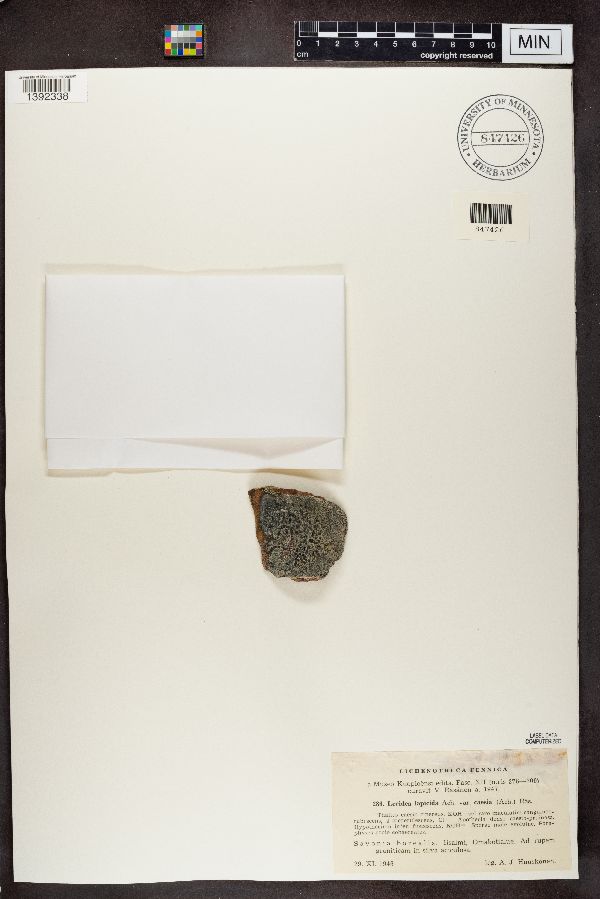 Lecidea lapicida var. caesia image