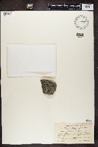 Lecidea lapicida image