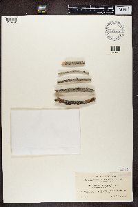 Mycoblastus sanguinarius image