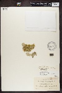 Thumbnail image of current specimen