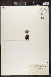 Gyrophora cylindrica image