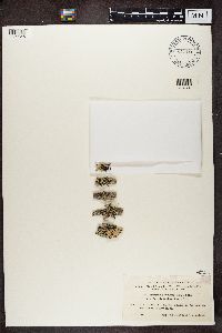 Hypogymnia tubulosa image