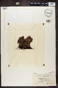 Parmelia omphalodes image