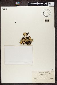 Cetrelia olivetorum image