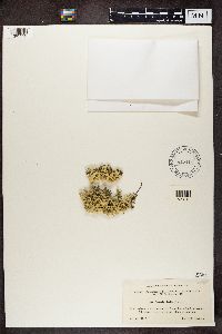 Flavocetraria nivalis image